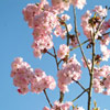 Photo of cherry blossom